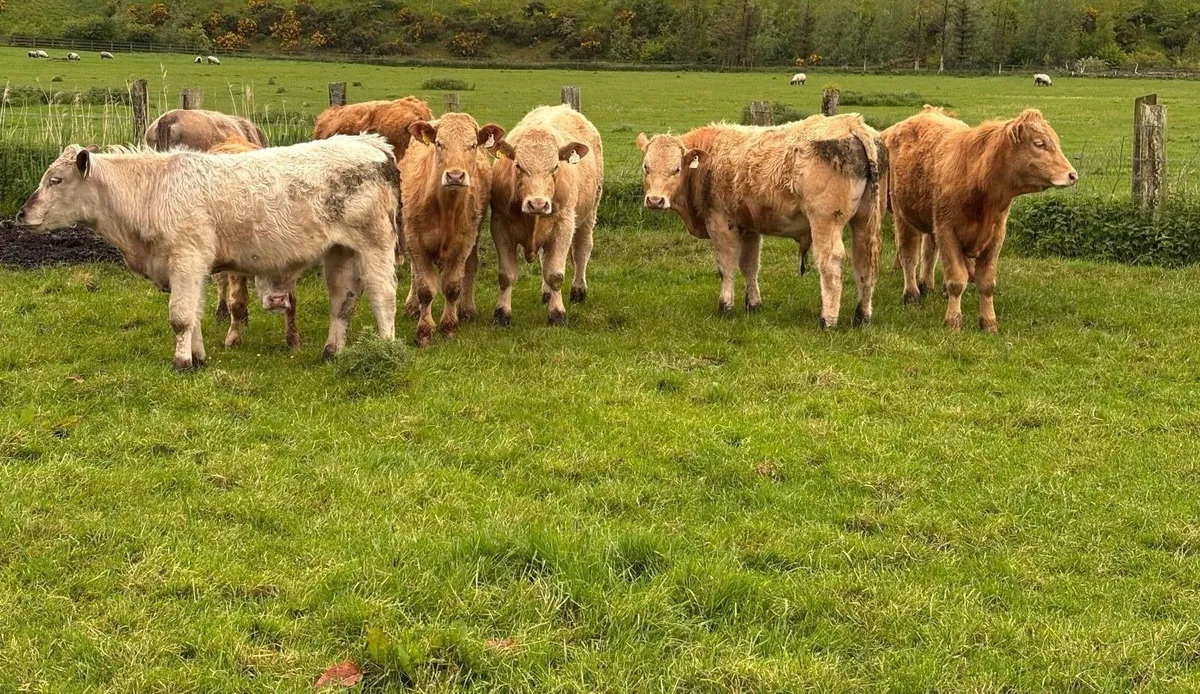 Charolais Weanlings - Image 1