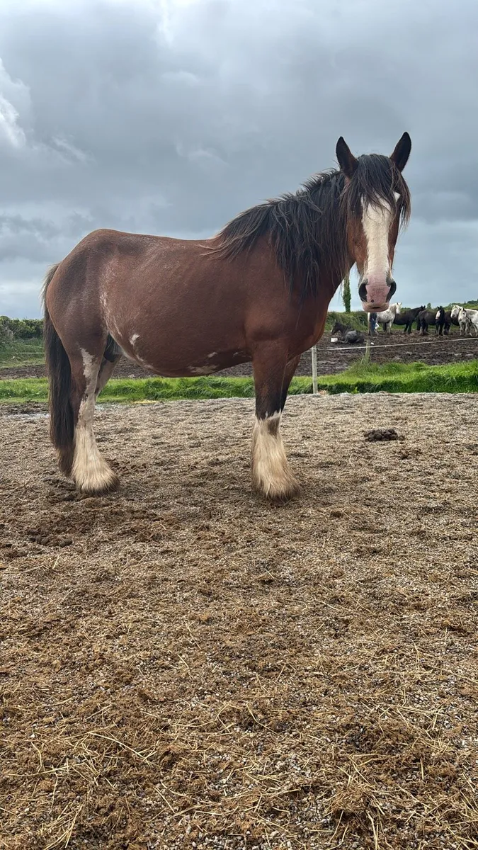 🇮🇪🇮🇪🇮🇪 gorgeous mares 4-12 all above 15.2hh - Image 1