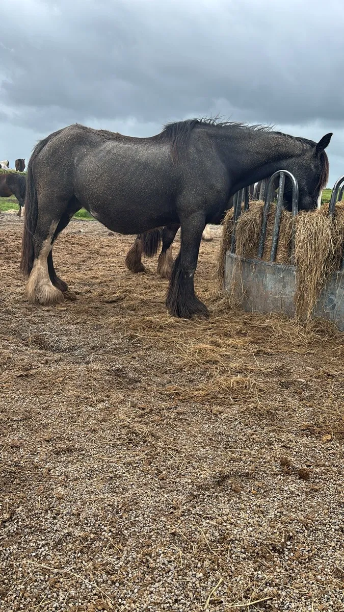 🇮🇪🇮🇪🇮🇪 gorgeous mares 4-12 all above 15.2hh - Image 3