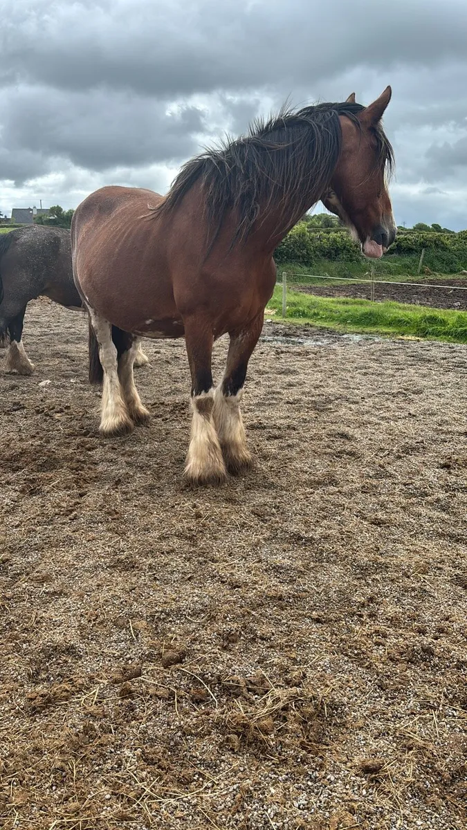 🇮🇪🇮🇪🇮🇪 gorgeous mares 4-12 all above 15.2hh - Image 4