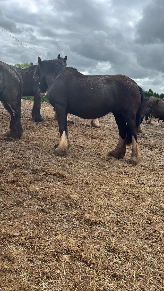 🇮🇪🇮🇪🇮🇪 gorgeous mares 4-12 all above 15.2hh - Image 2