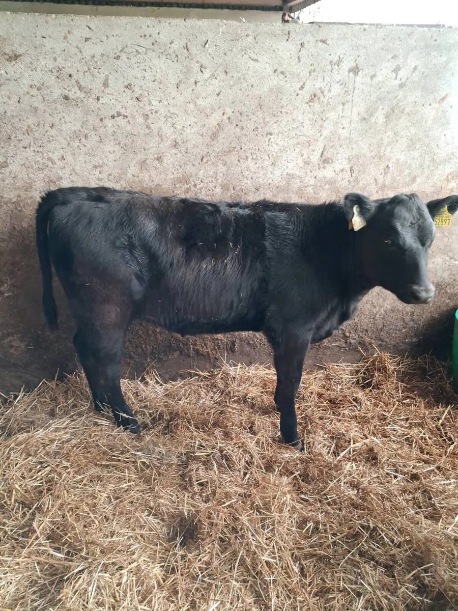 CALVES ALL BREEDS ,HEIFERS, BULLS, ALL AGES. - Image 2