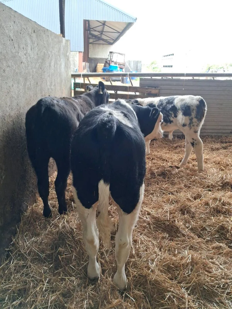 CALVES ALL BREEDS ,HEIFERS, BULLS, ALL AGES. - Image 3