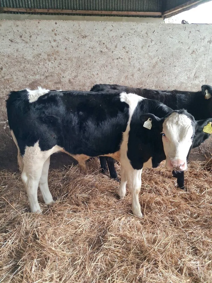 CALVES ALL BREEDS ,HEIFERS, BULLS, ALL AGES. - Image 4