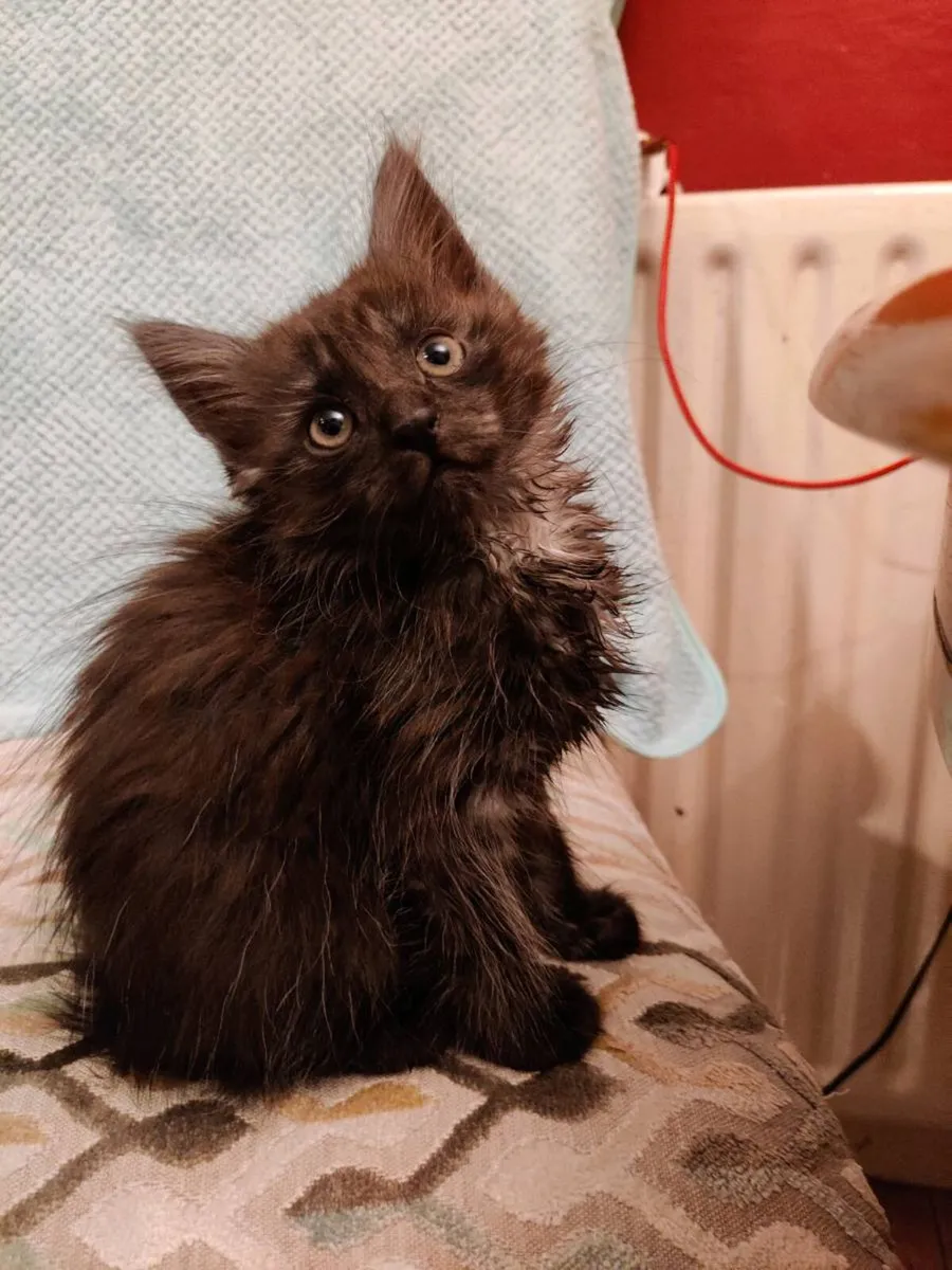 Gone 🖤 Stunning Smoky Maine Coon crossed Kitten - Image 2
