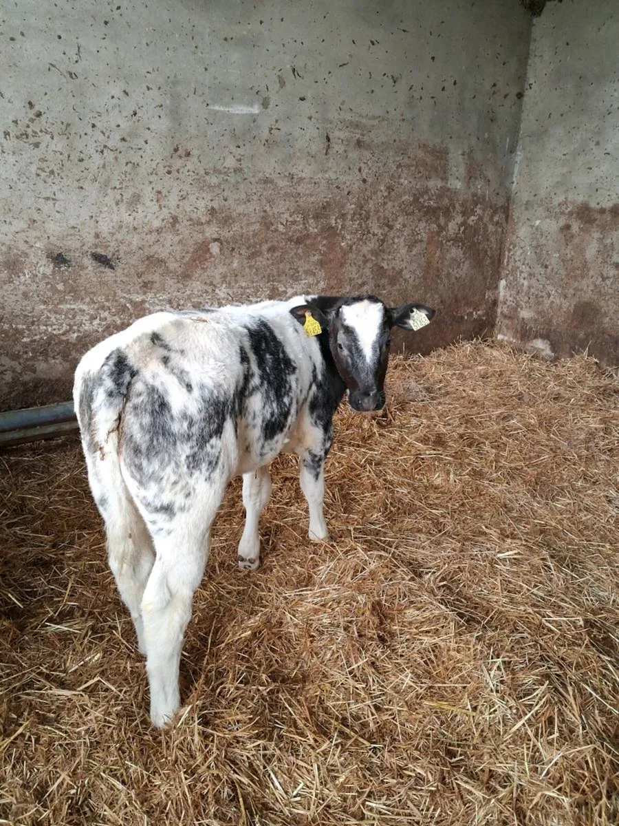 CALVES ALL BREEDS ,HEIFERS, BULLS, ALL AGES. - Image 1