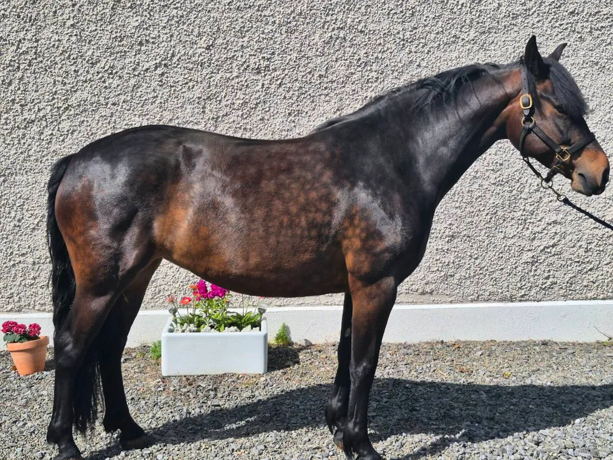 5 Year Old Mare - Image 2
