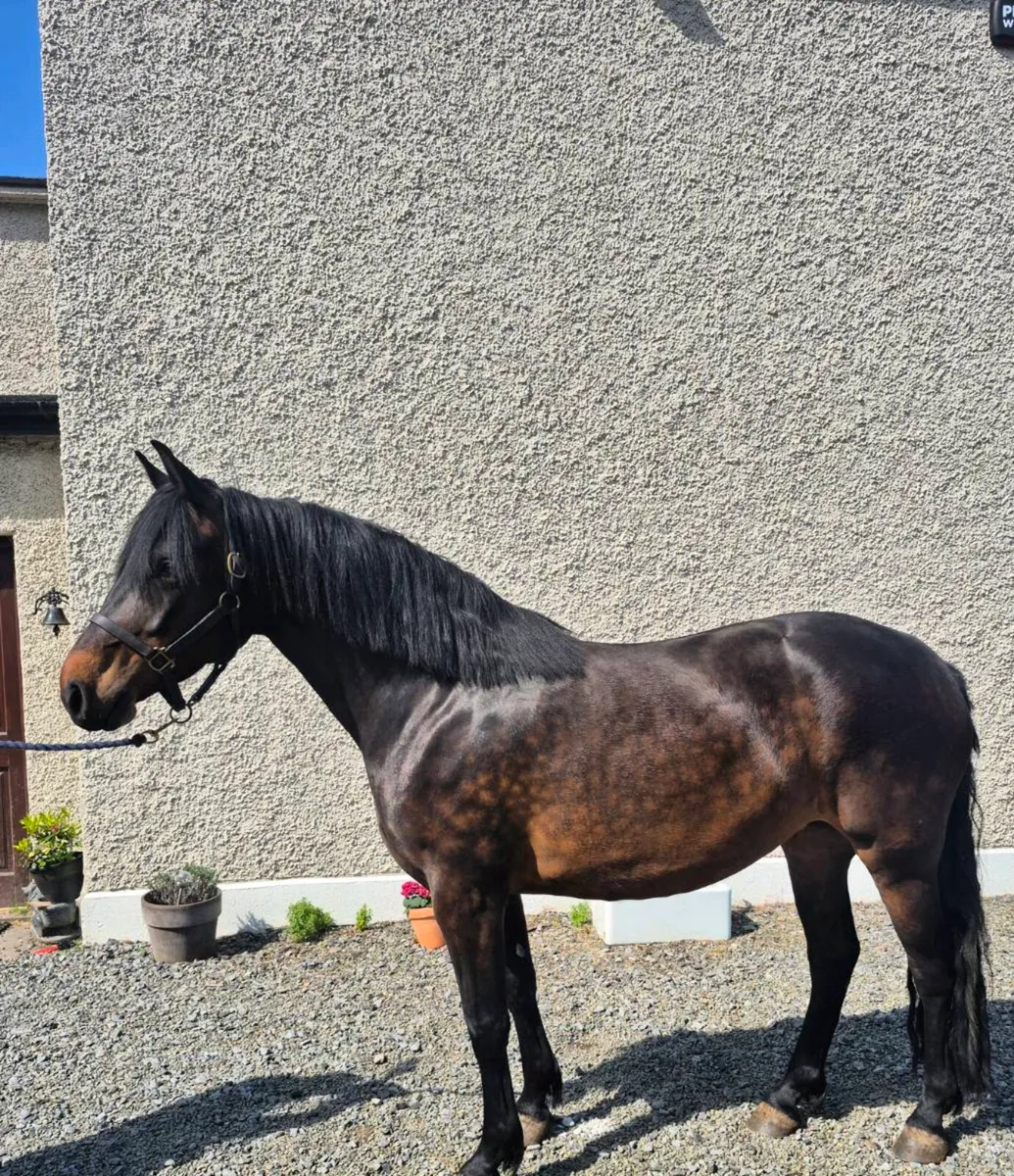 5 Year Old Mare - Image 3
