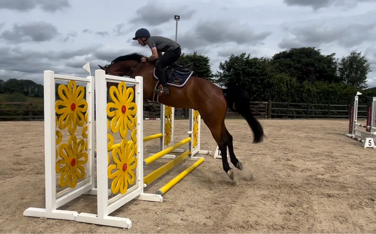 5yo gelding - Image 2