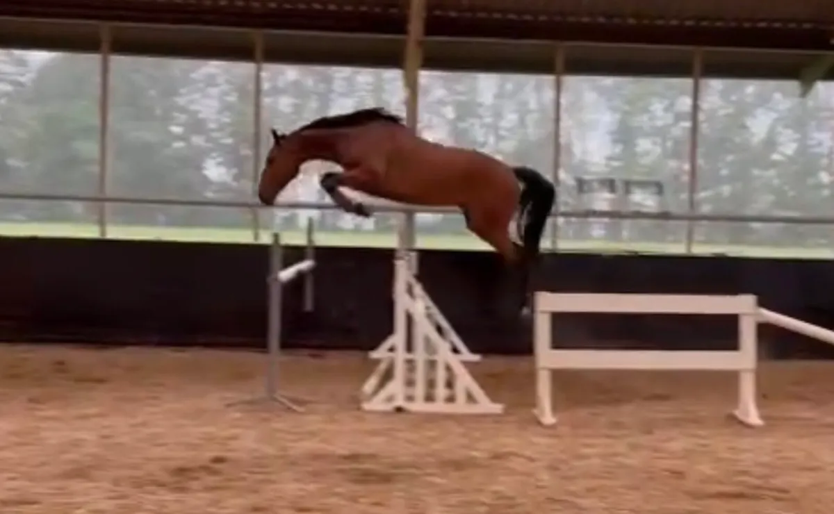 5yo gelding - Image 3