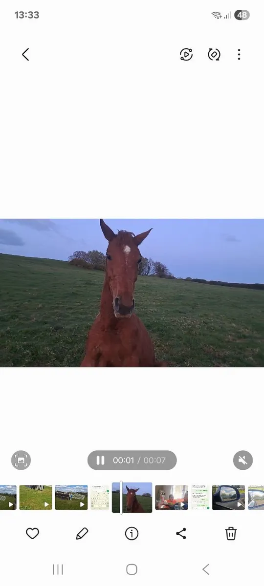 Grass