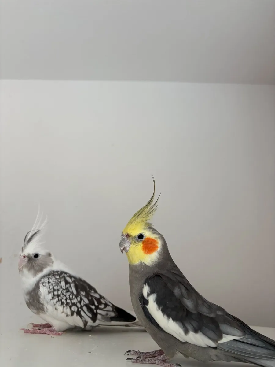 Cockatiels - Image 2
