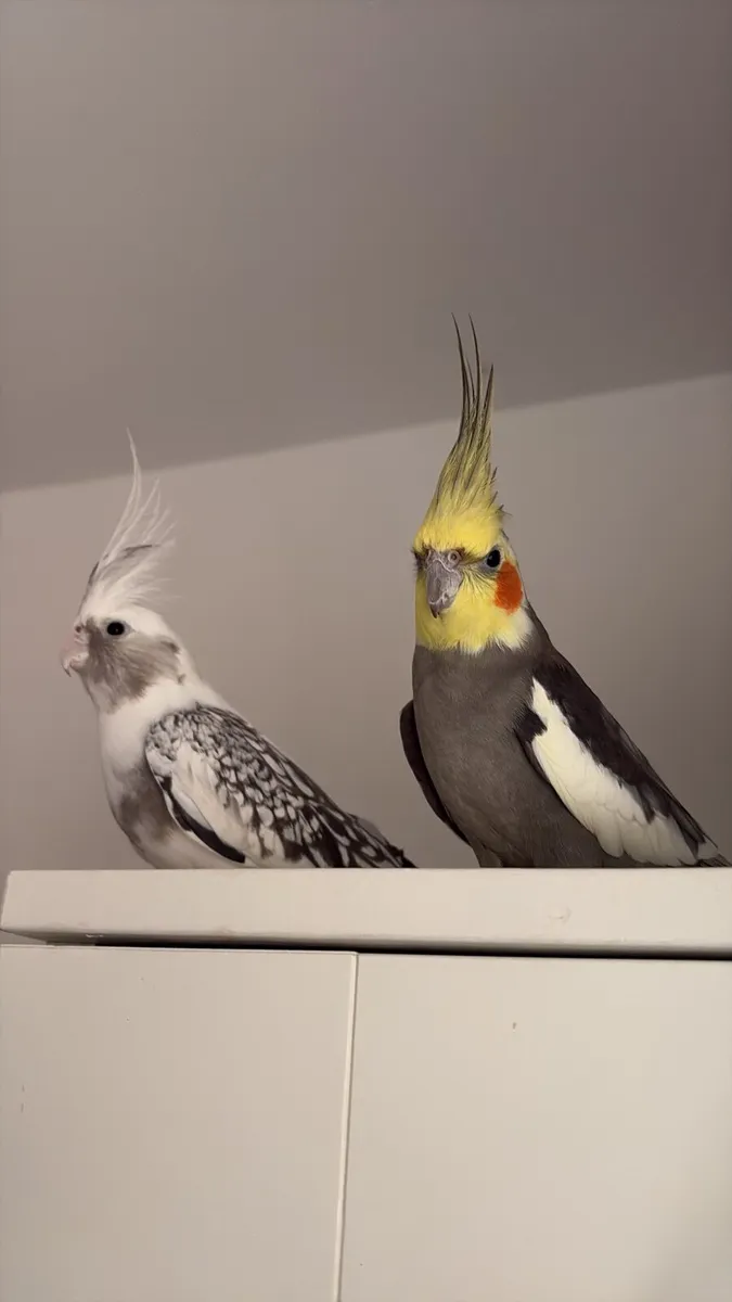 Cockatiels - Image 1