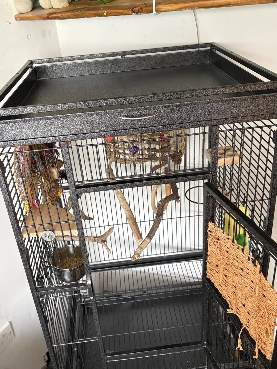 Cockatiels - Image 4