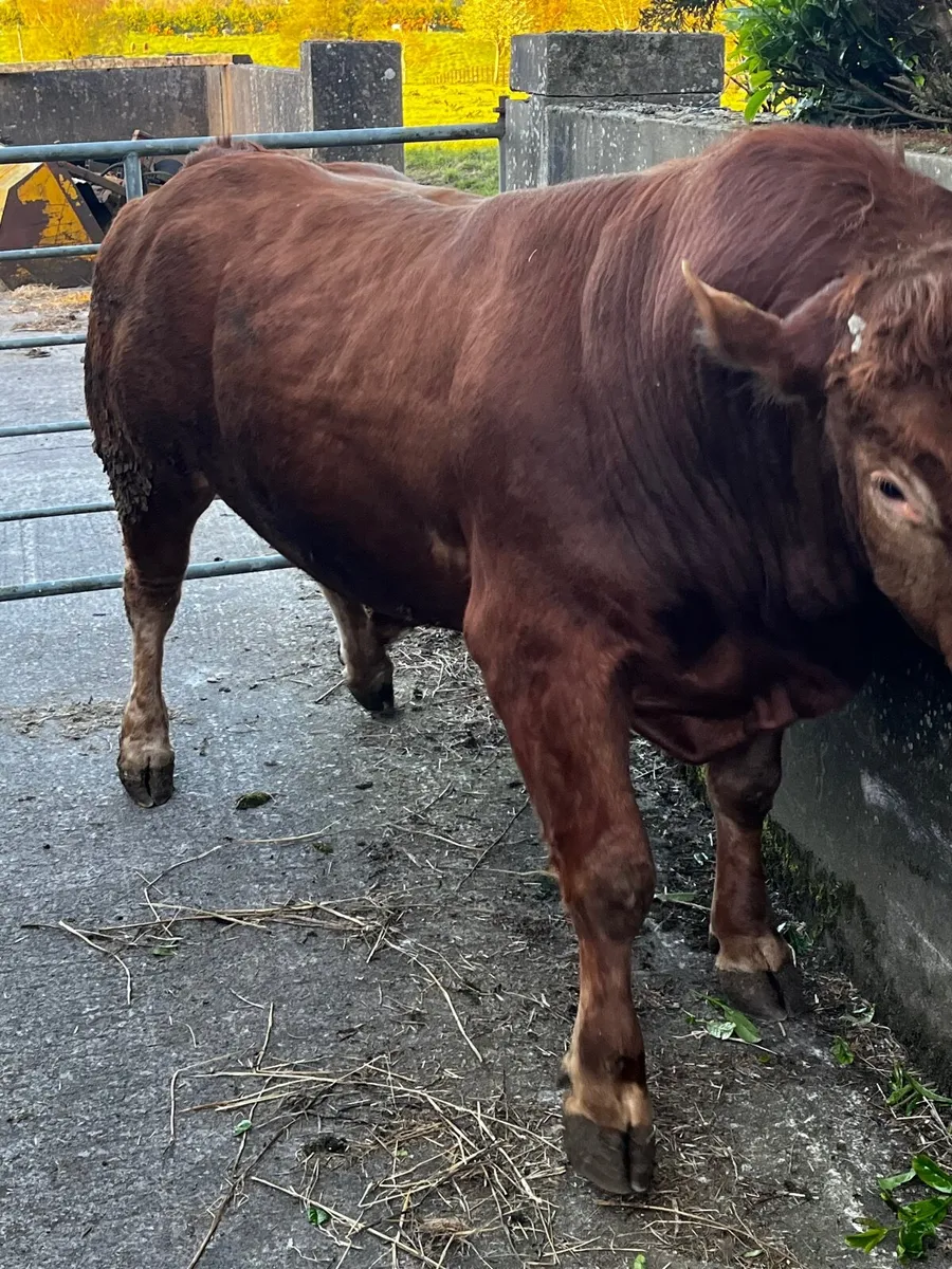 Two smashing pure bred non reg limousin bulls - Image 2