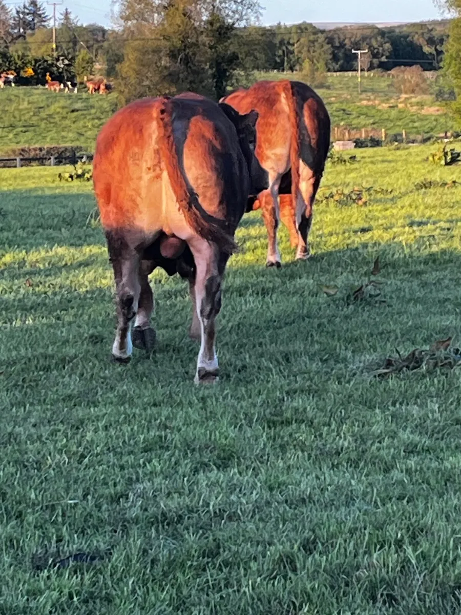 Two smashing pure bred non reg limousin bulls - Image 1