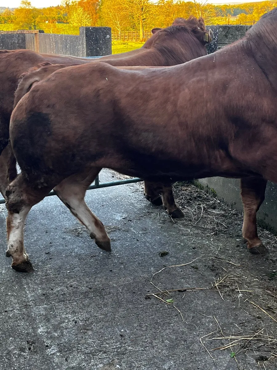Two smashing pure bred non reg limousin bulls - Image 3