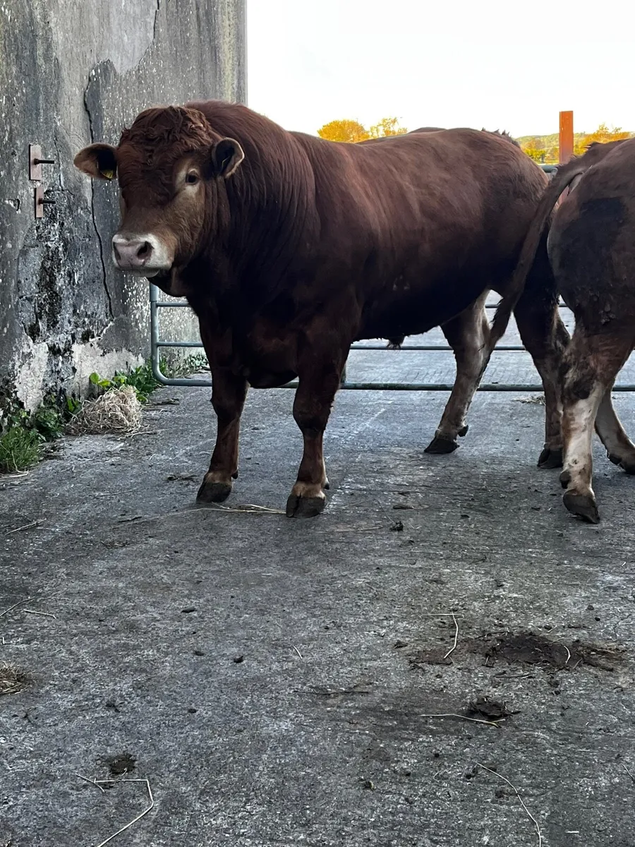 Two smashing pure bred non reg limousin bulls - Image 4