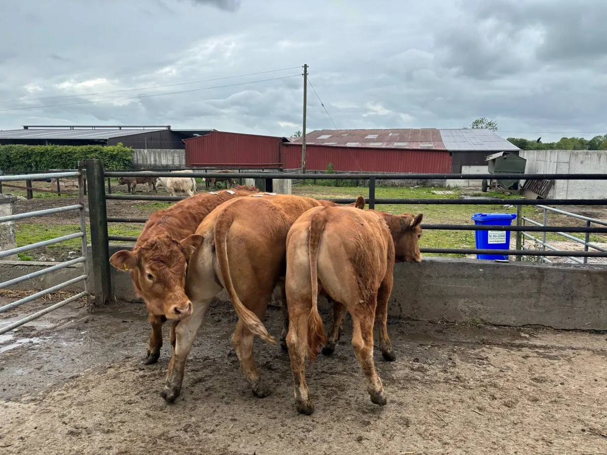 3 super purebred limosin heifers - Image 3