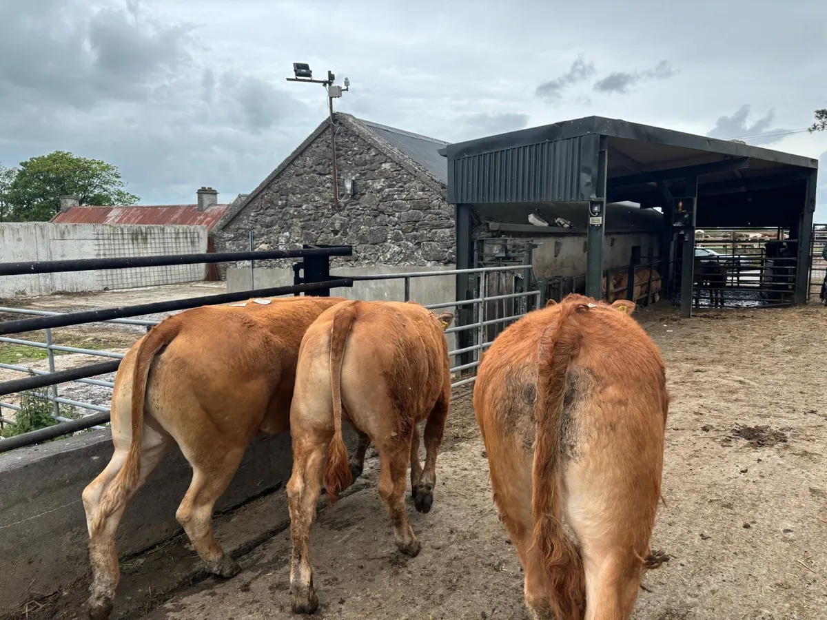 3 super purebred limosin heifers - Image 4