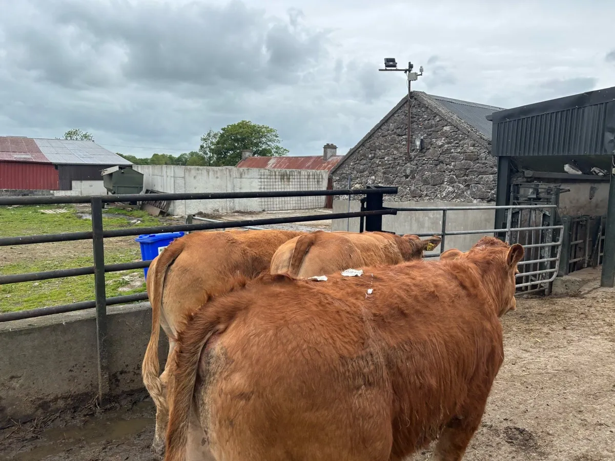 3 super purebred limosin heifers - Image 2