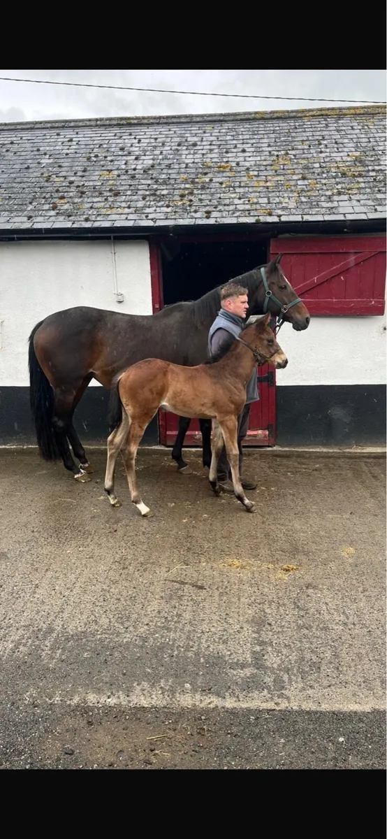 NH Thoroughbred broodmare with Colt Foal - Image 2