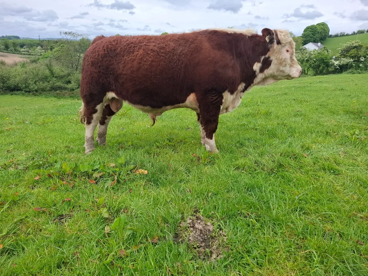 Hereford Bull - Image 1