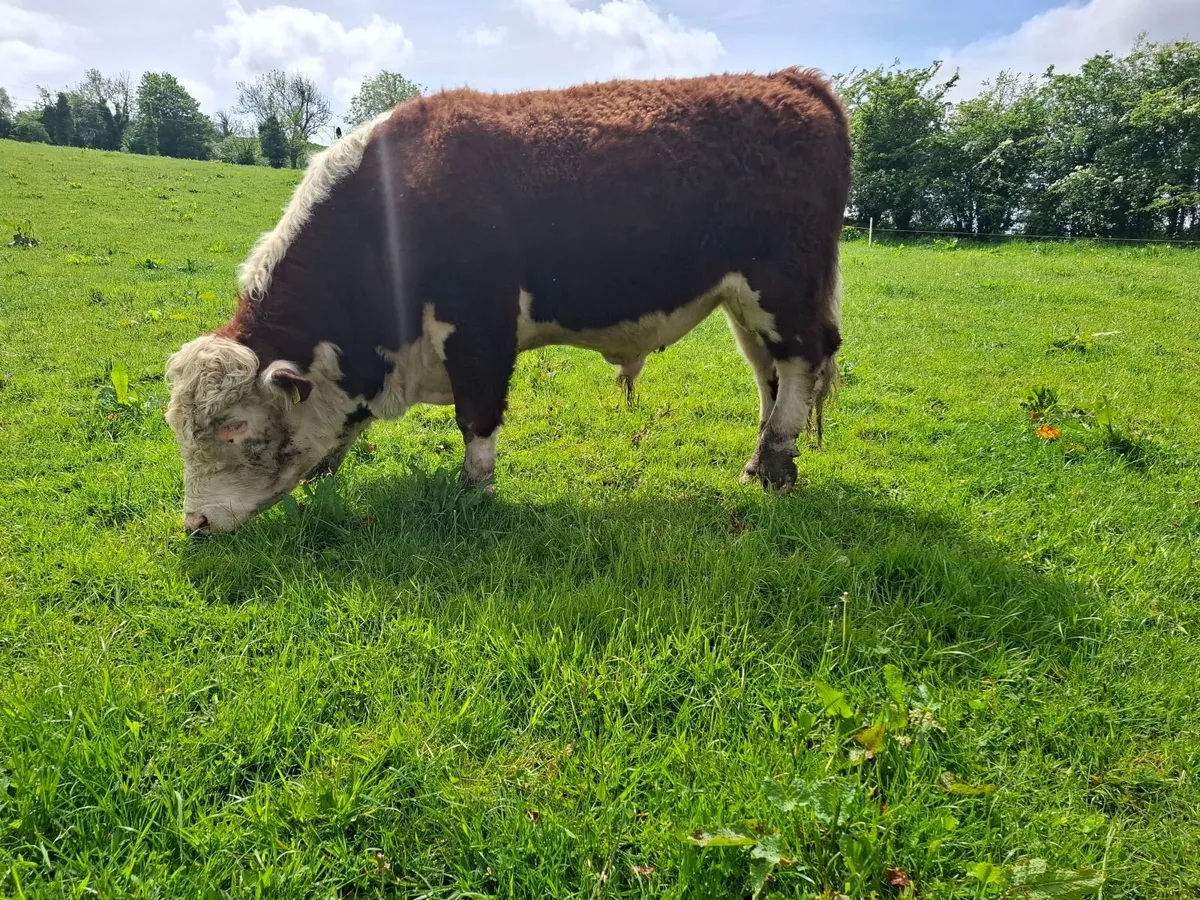 Hereford Bull - Image 2