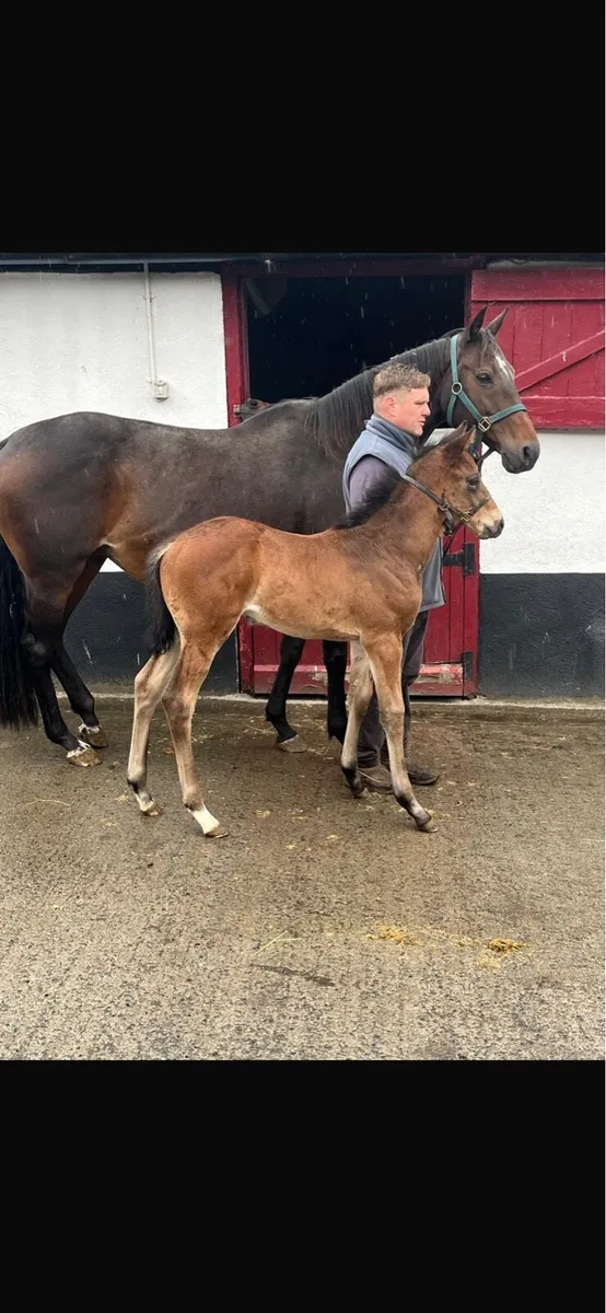 NH Thoroughbred broodmare with Colt Foal - Image 3