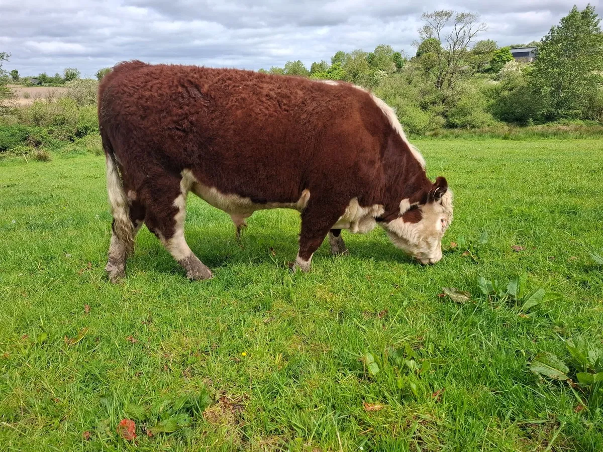 Hereford Bull - Image 4