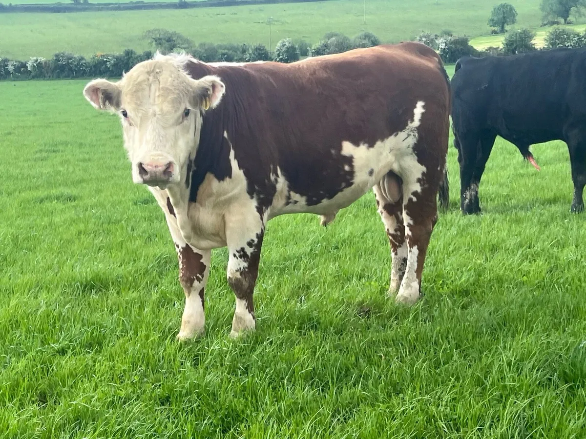 7/8 Bred Hereford bull - Image 1