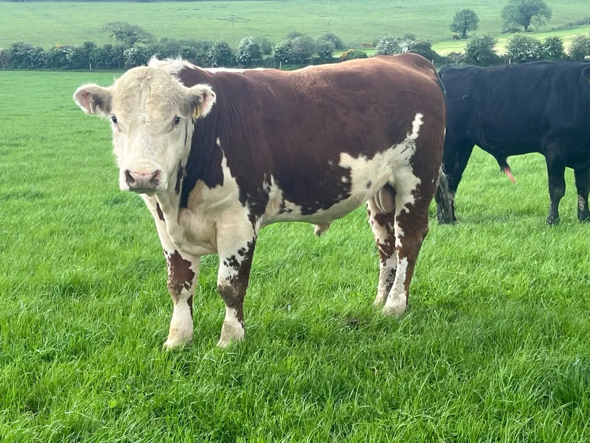 7/8 Bred Hereford bull - Image 2