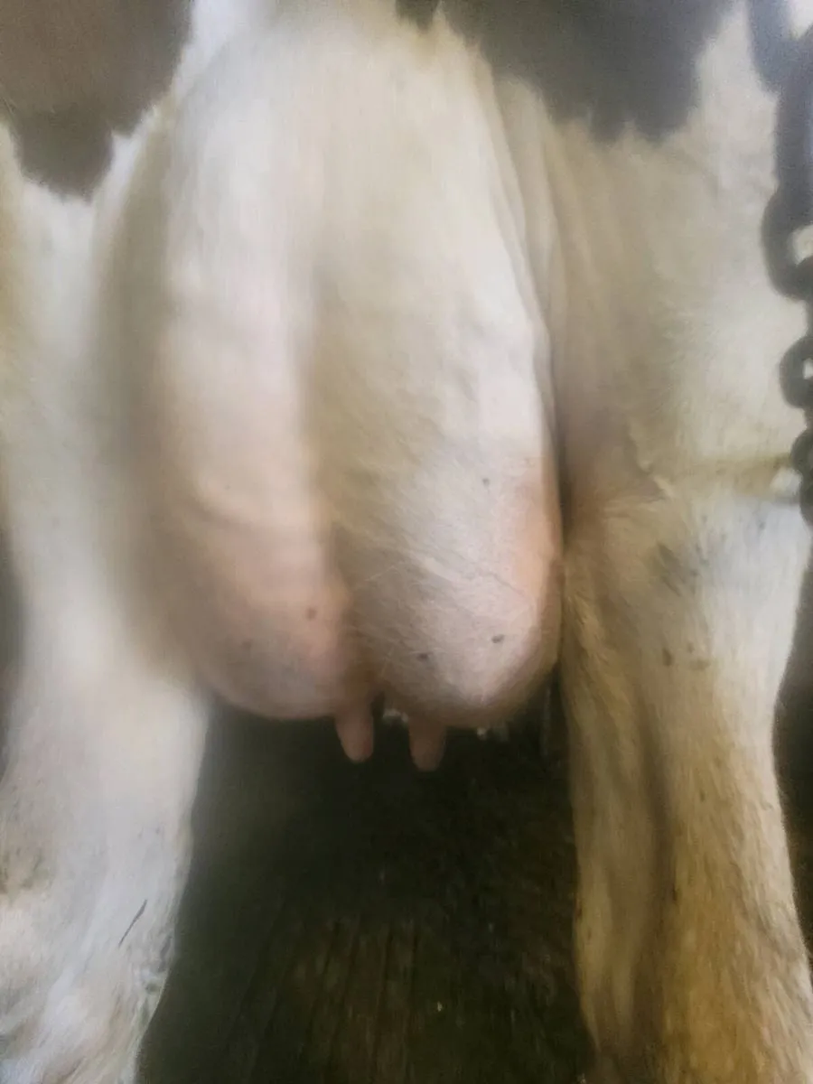 A Calved cow and a calved heifer - Image 1