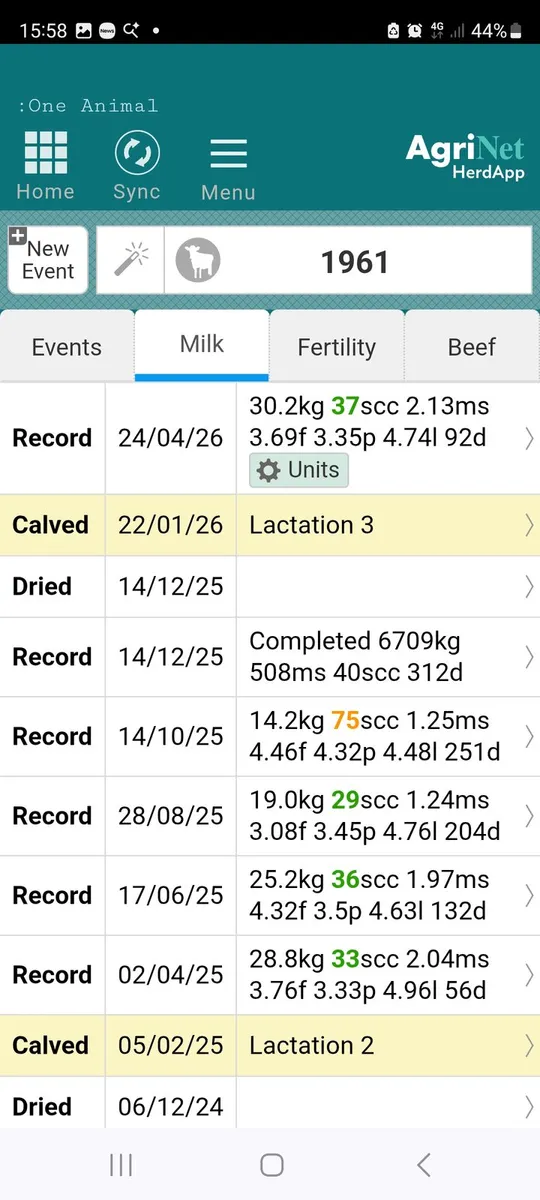 A Calved cow and a calved heifer - Image 2