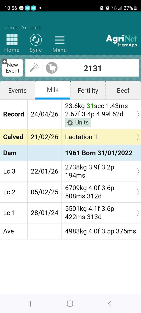A Calved cow and a calved heifer - Image 4
