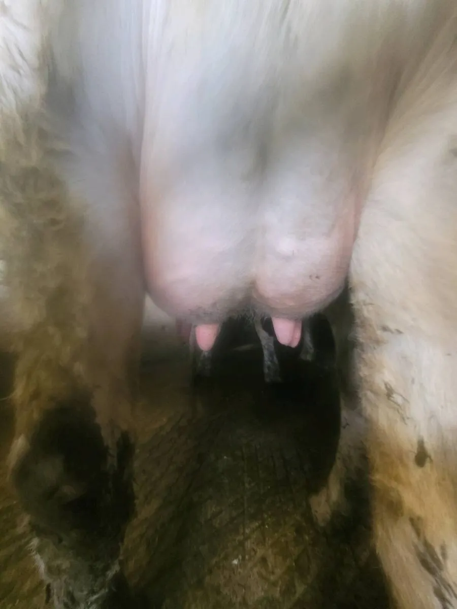 A Calved cow and a calved heifer - Image 3