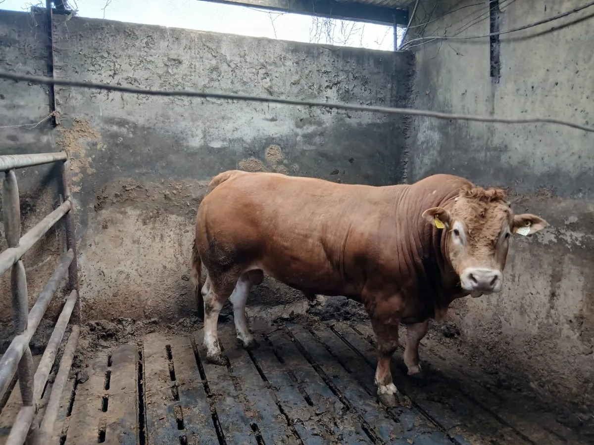Purebred Limousin bull - Image 2