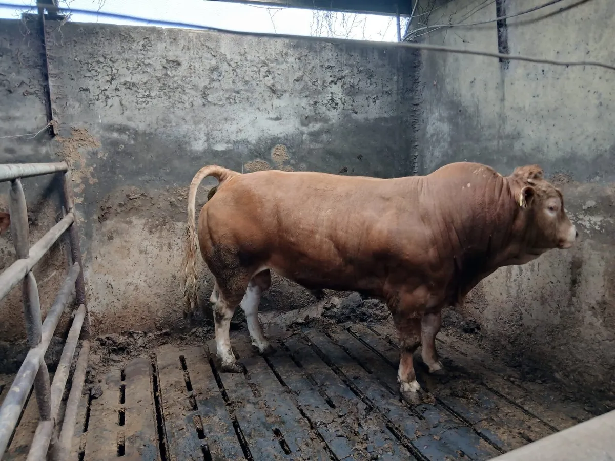 Purebred Limousin bull - Image 3