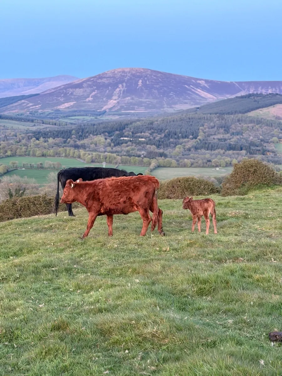 Dexter Cows - Image 1