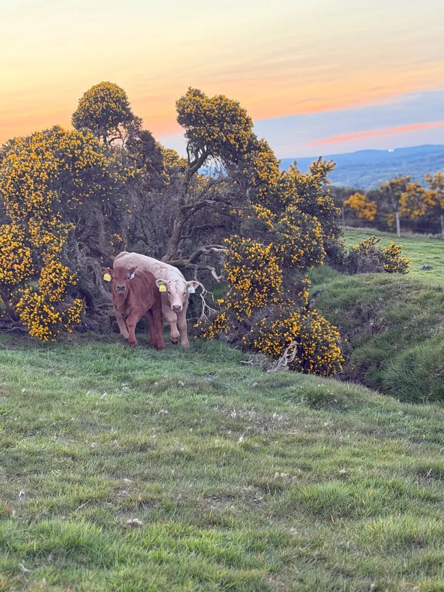 Dexter Cows - Image 2