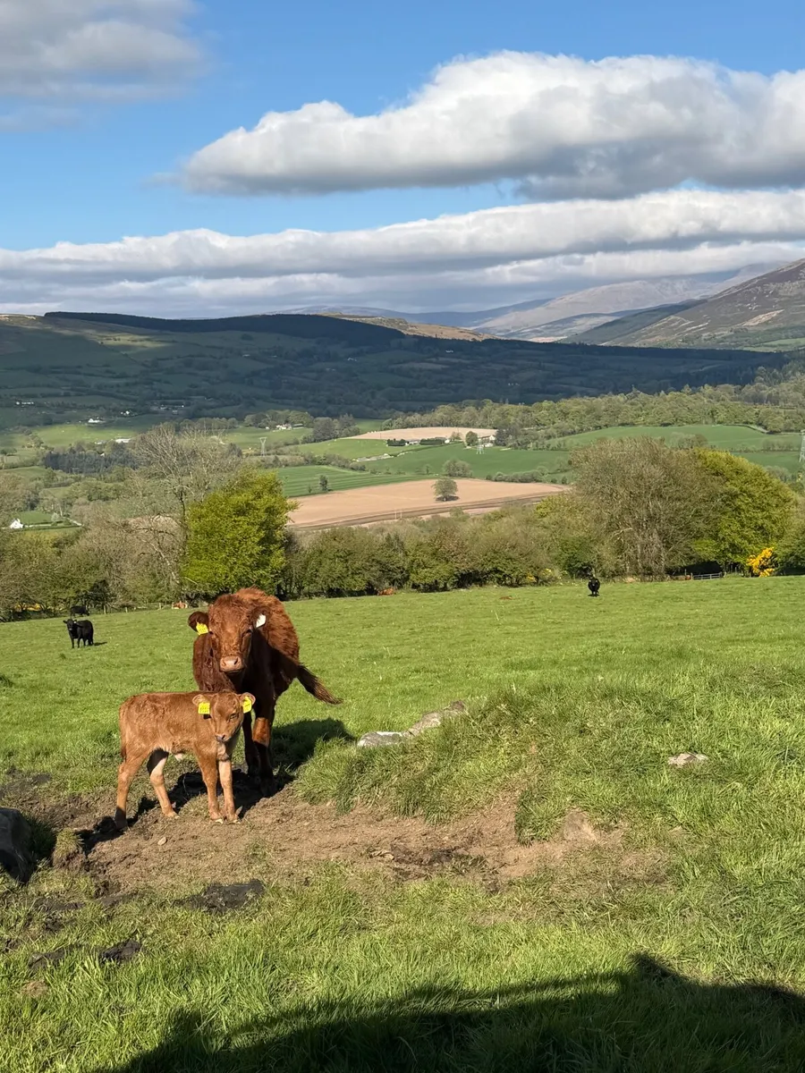 Dexter Cows - Image 3