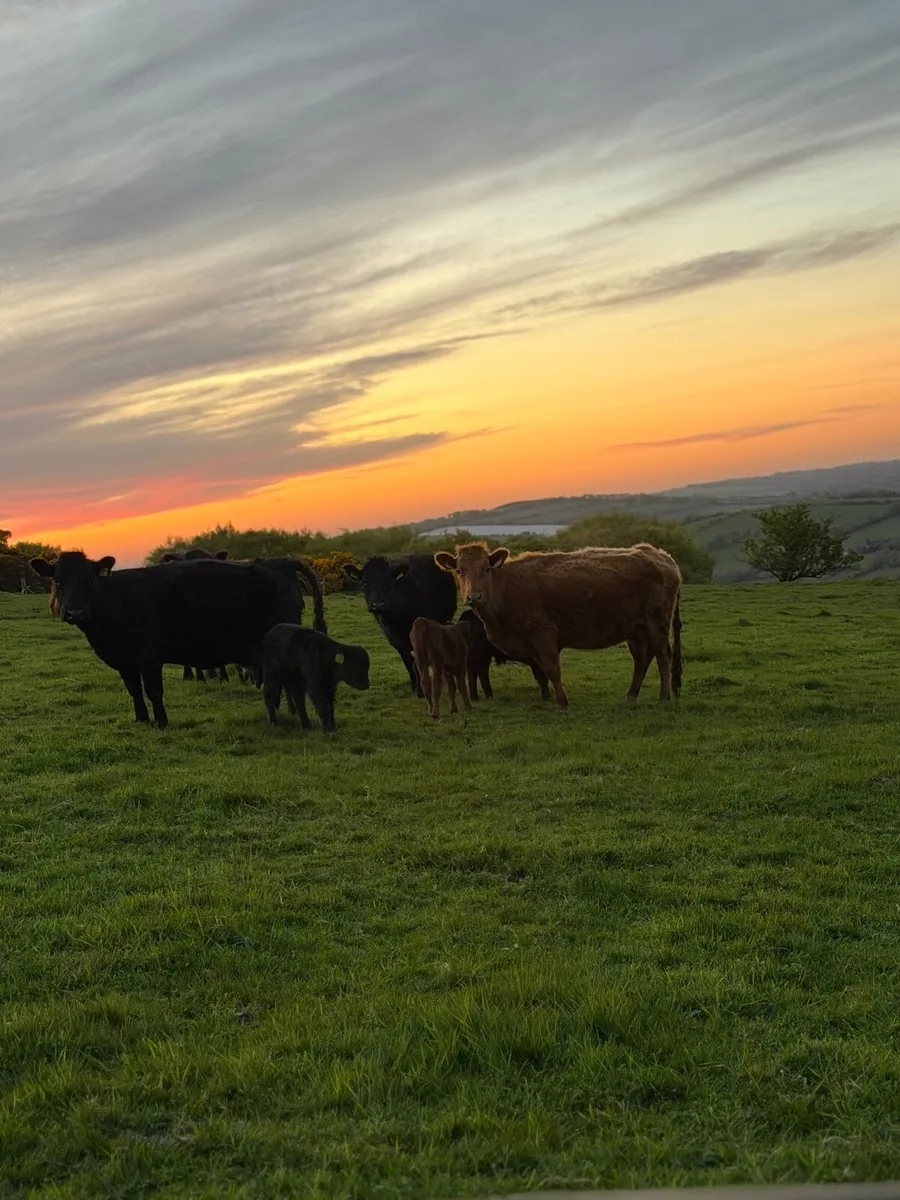 Dexter Cows - Image 4