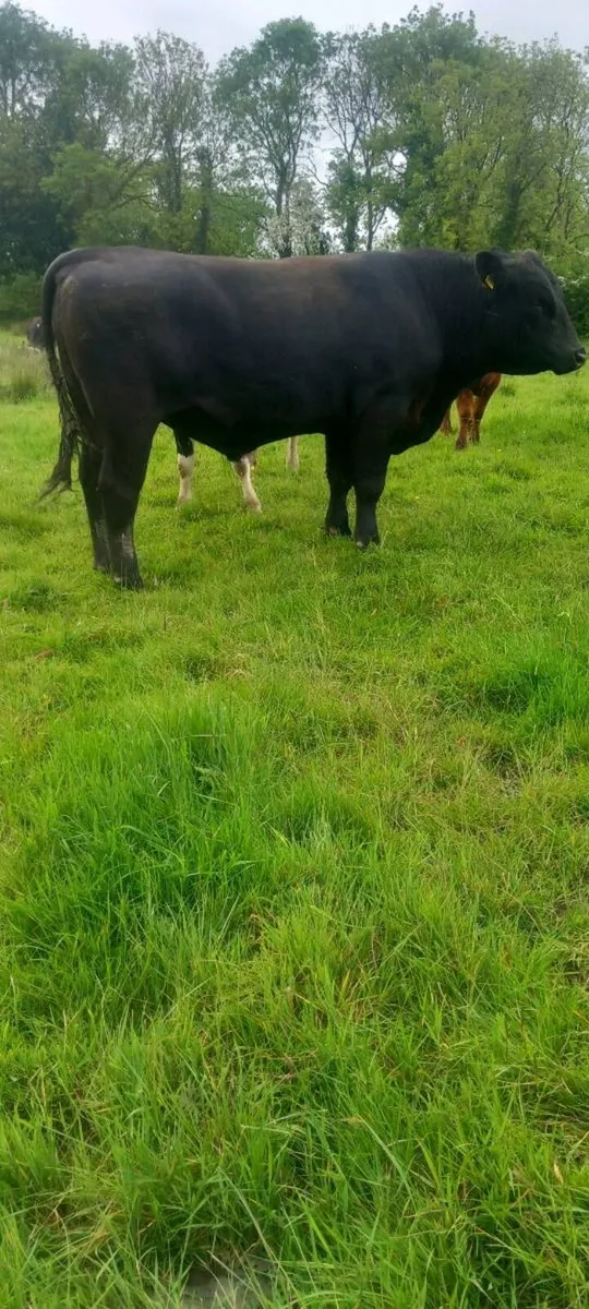 AA bull - Image 3