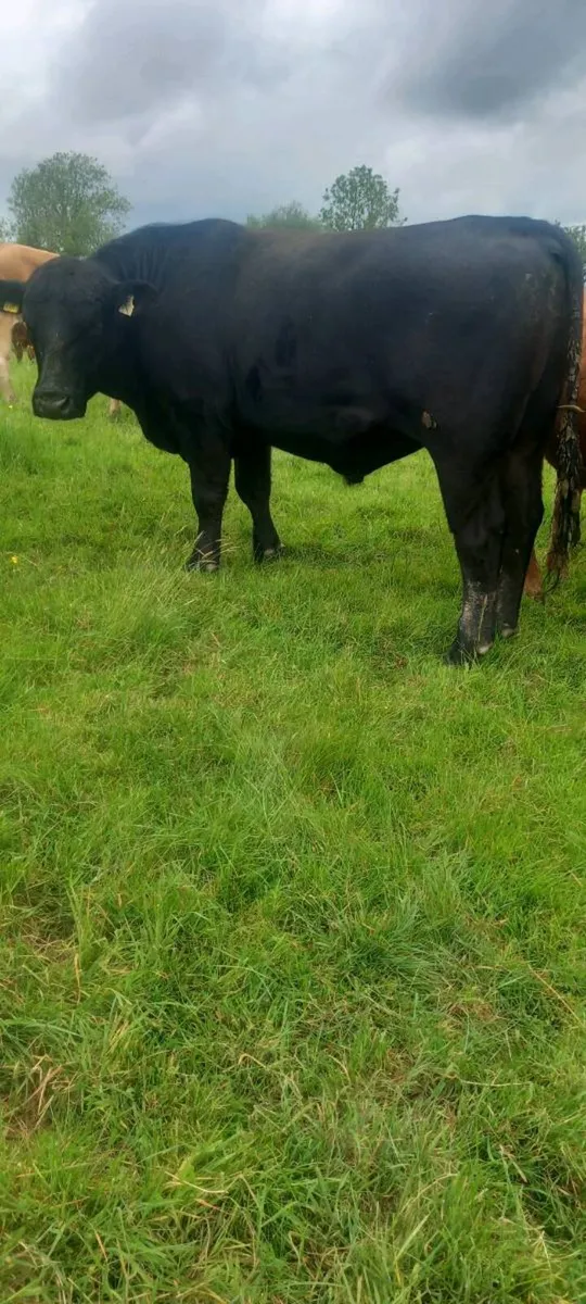 AA bull - Image 1