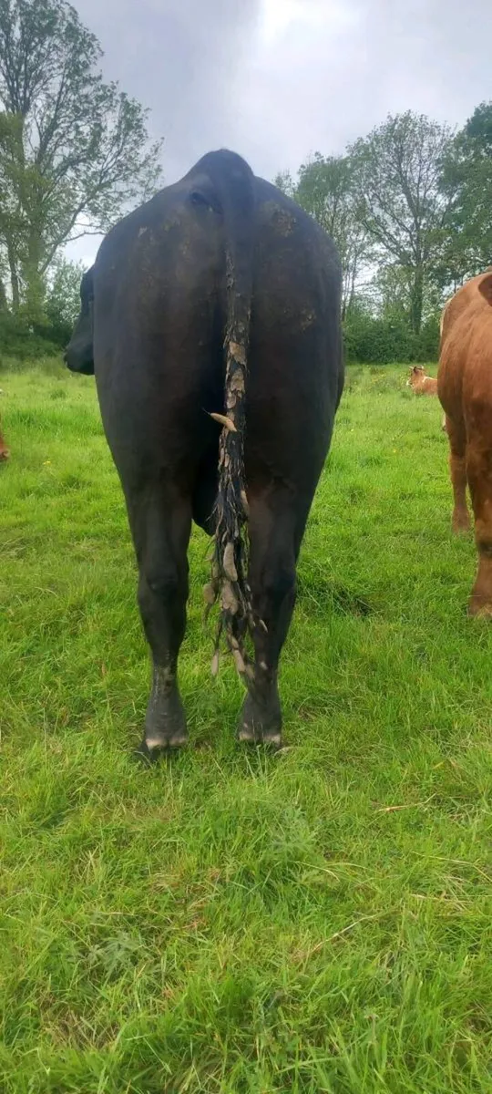 AA bull - Image 2