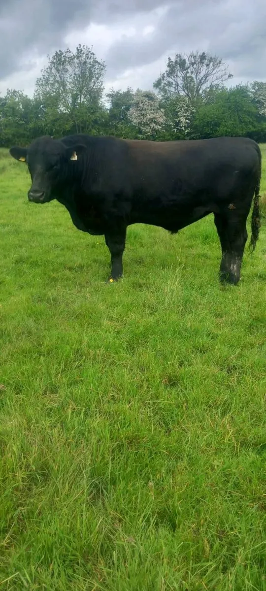 AA bull - Image 4