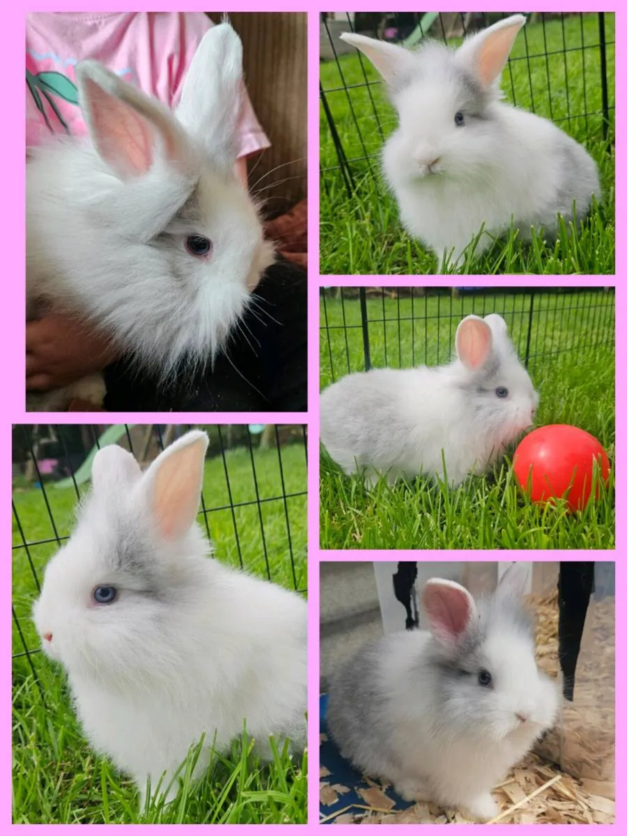 Gorgeous fluffy baby bunnies for sale! 🐰💕 - Image 4