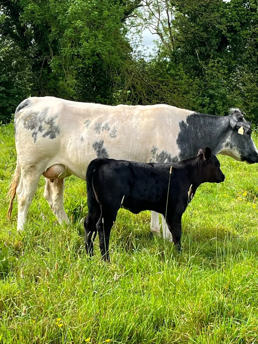 BB cow and calf - Image 1