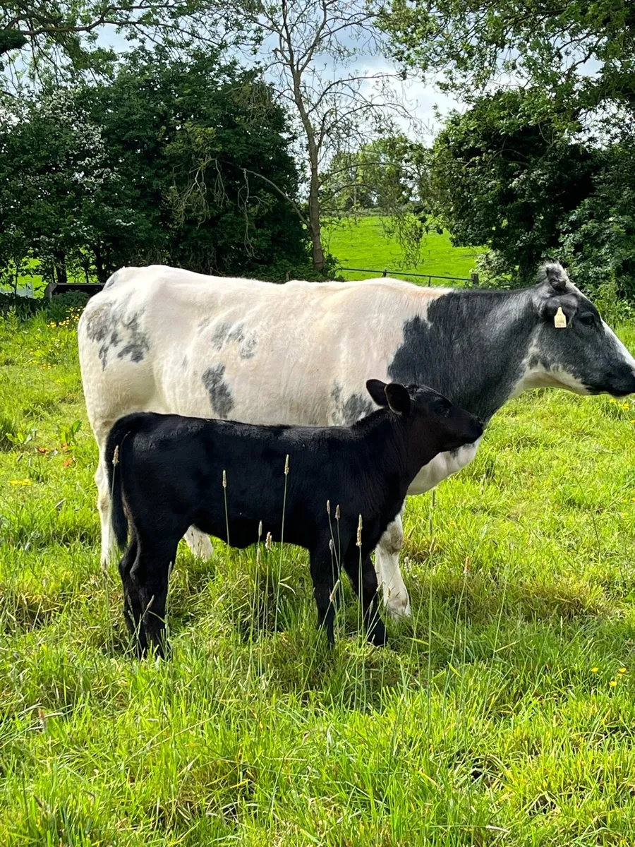 BB cow and calf - Image 2