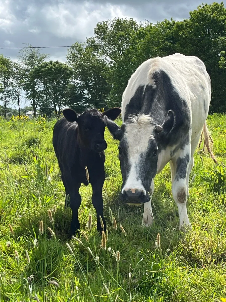 BB cow and calf - Image 3